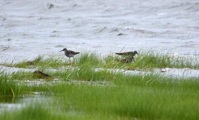 Birds in wetlands grass growing out of the water.