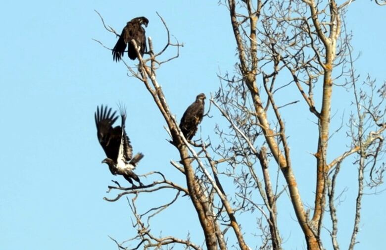 Three young bald eagles in a tree as one of them takes flight.