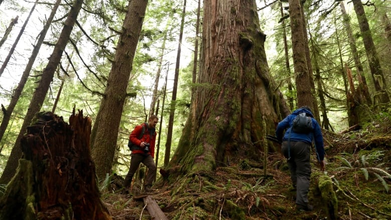 Two men stand near giant trees in a forest.