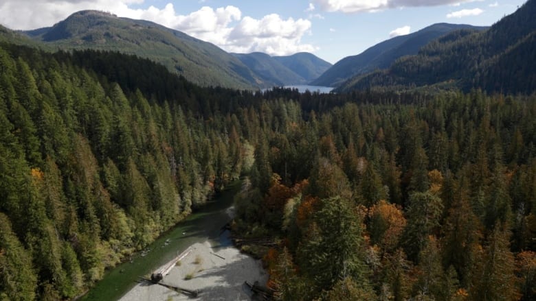 A river runs through a rainforest valley with mountains in the background.