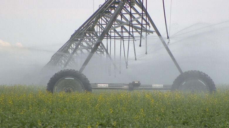 irrigation on open field