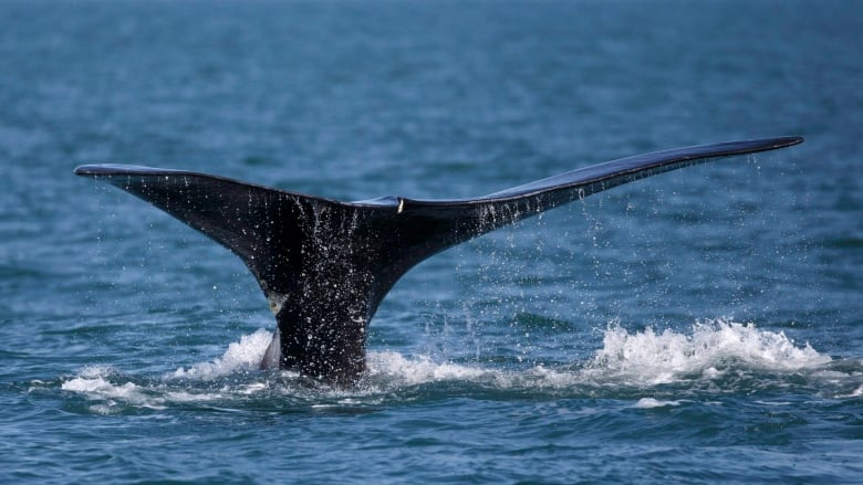 A whale's tale is seen at the surface of the water.