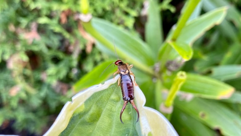 See earwig in backyard. 