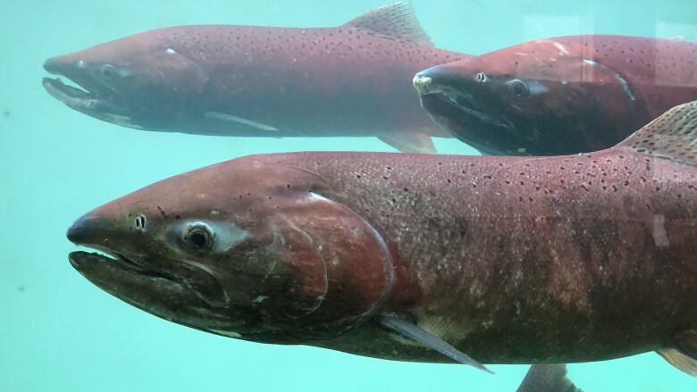 Closeup of red fish swimming in wtaer.