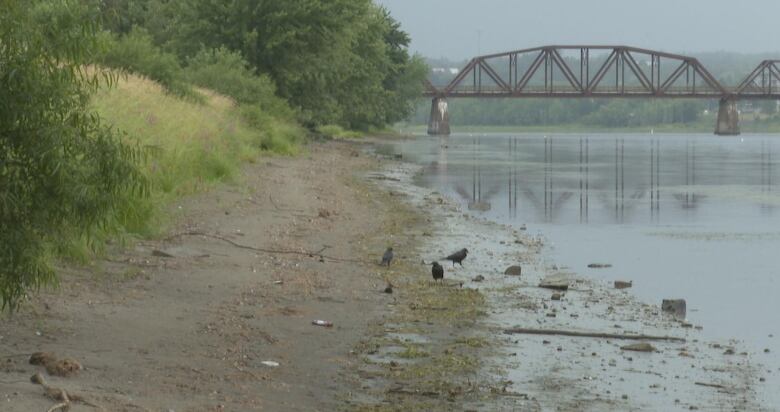 An exposed sandy shoreline between a grassy bank and a river with a train bridge in the distance.