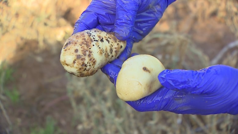 A person holds two potatoes. The one on the right is relatively clean, while the one on the left is full of brown blemishes.