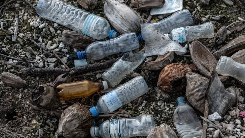 A number of plastic waterbottles litter a shoreline in a wetland habitat.