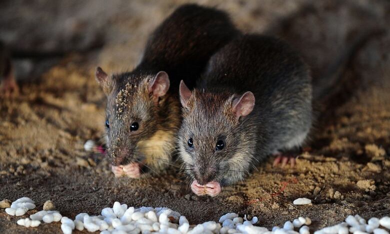 Two brown rats eat grains of puffed rice