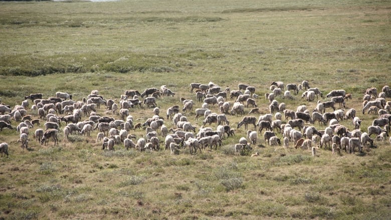 A herd of many dozen caribou on an open tundra in the summer. 