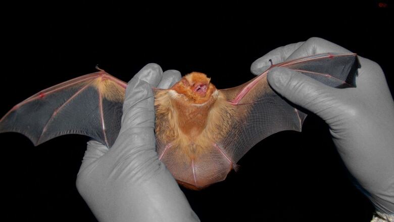 Gloved hands holding an eastern red bat.