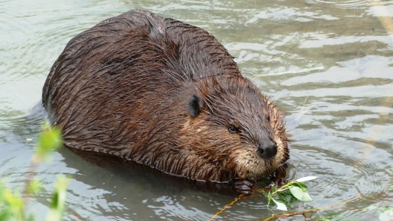 A beaver eating from a branch in the water.