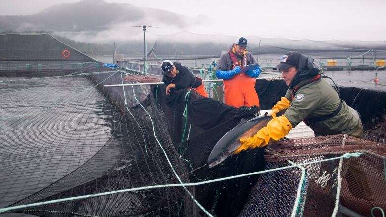 people work at a fish farm