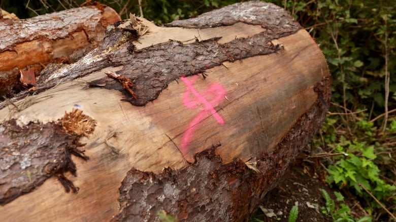 A large, old-growth log by Hadikin Lake on Vancouver Island is spray-painted with what looks like a dollar sign. 