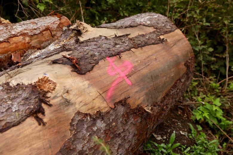 A large, old-growth log by Hadikin Lake on Vancouver Island is spray-painted with what looks like a dollar sign. 