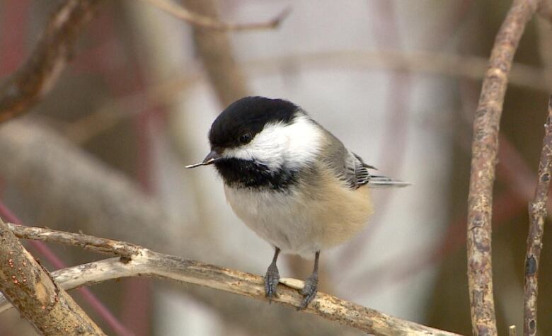 A bird sits in a tree.