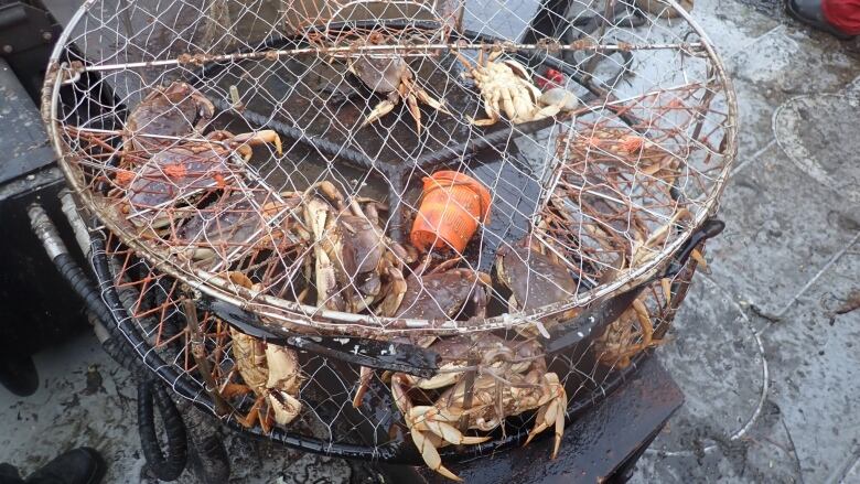 A five day, joint operation in Boundary Bay saw officials seize 337 illegally set commercial crab traps. 