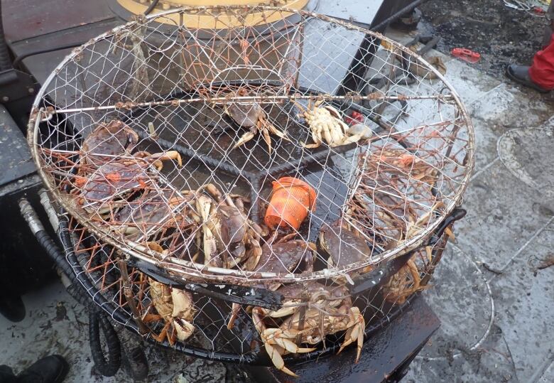 A five day, joint operation in Boundary Bay saw officials seize 337 illegally set commercial crab traps. 