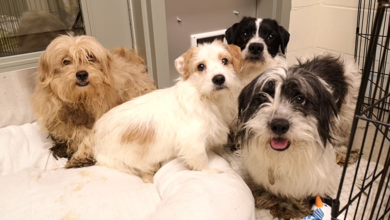 Four puppies, two on the edge of a dog beside a kennel, huddle together and look curiously at the camera at a B.C. SPCA location.