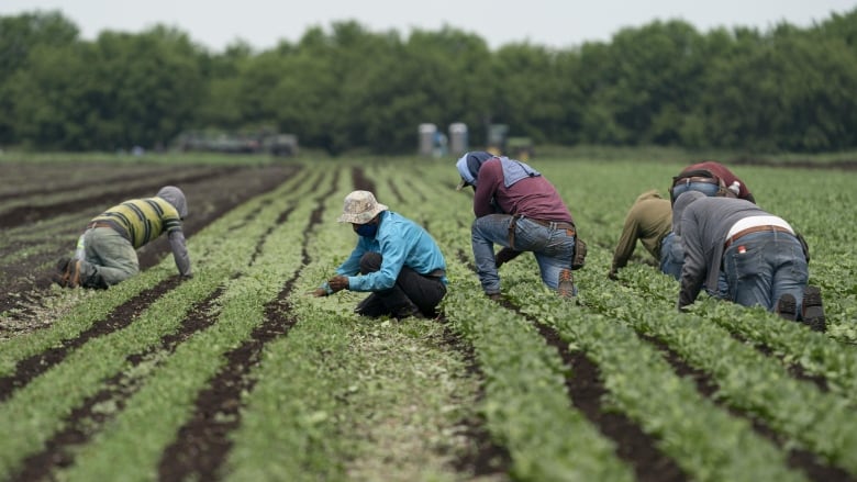 Men work in a field.