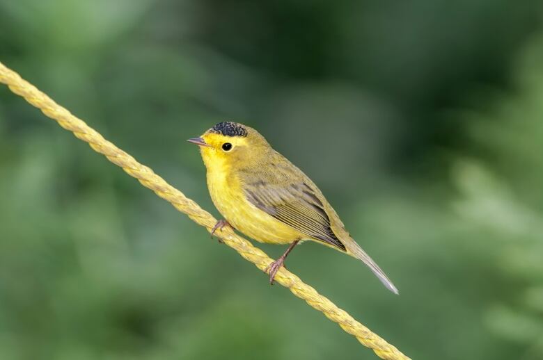 A yellow bird with a black cap on its head 