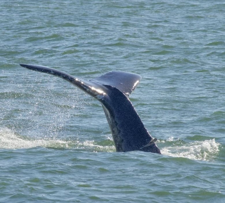 Image of whale tail peaking out of water