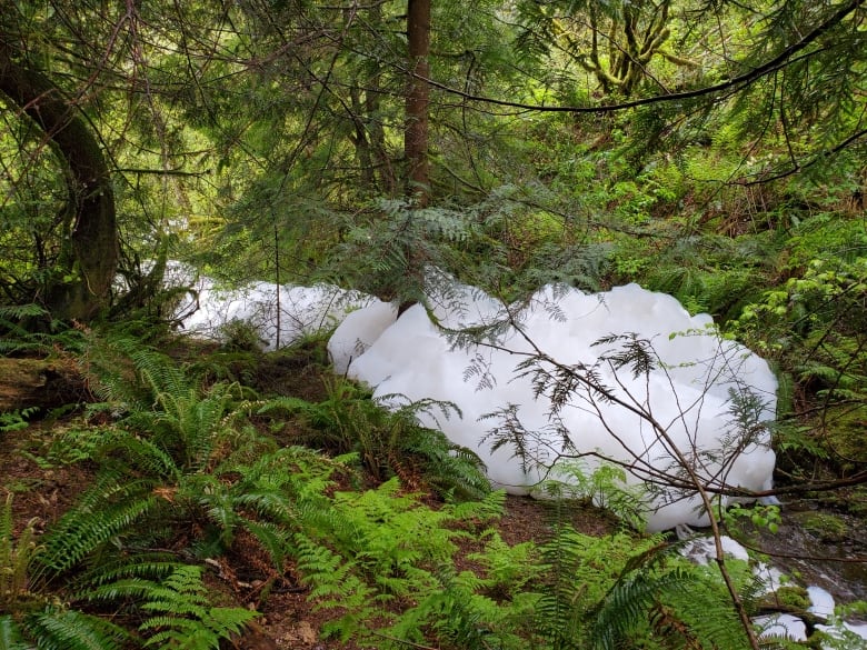 Piles of foam are seen in a picturesque forest.