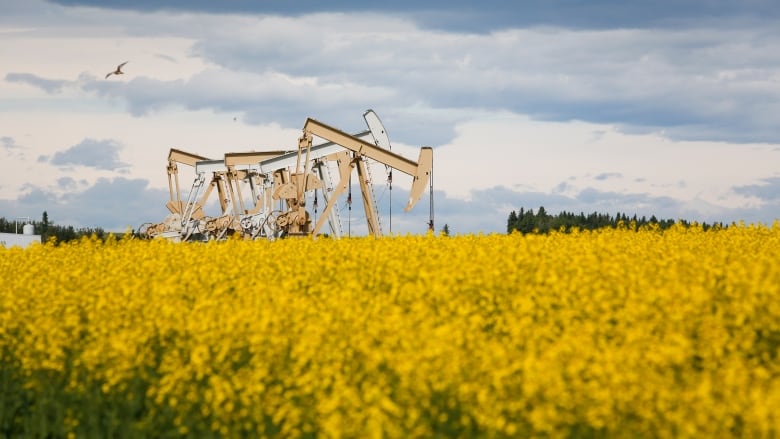 Pumpjacks draw oil out of the ground in a canola field near Olds, Alta., Thursday, July 16, 2020. One year after oil prices crashed to their first and only negative close during a perfect storm of energy demand bad news, Canada's oilpatch is poised to report a first-quarter gusher of cash flow thanks to a dramatic recovery in global demand. 