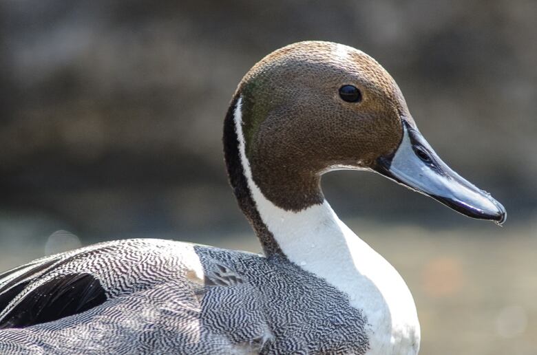 A duck is photographed up close.