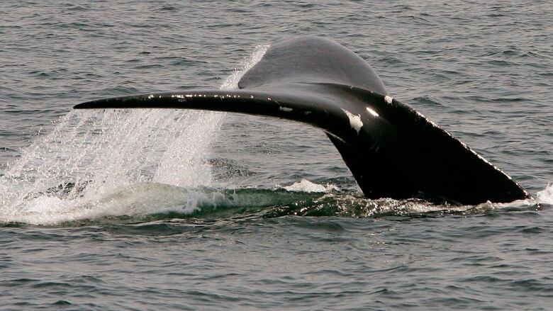 A whale tail splashing out of the water