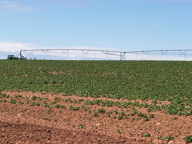 An irrigation apparatus sits in a red dirt potato field. 