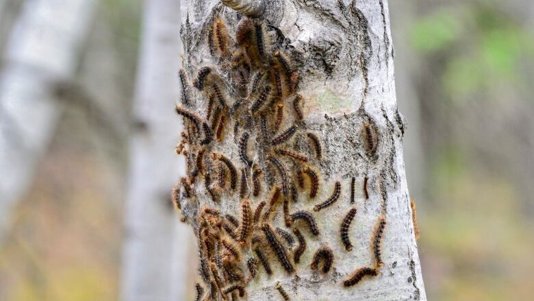 Caterpillars swam a white tree trunk.