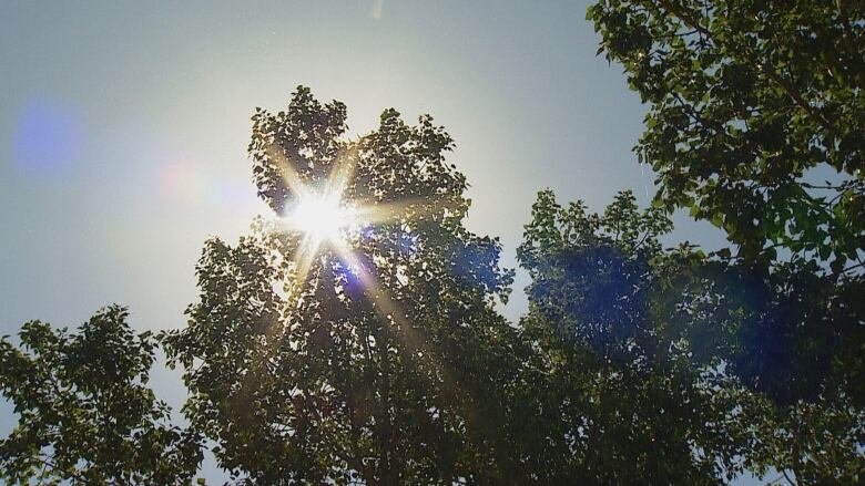 A photo of sun peaking through tree branches.