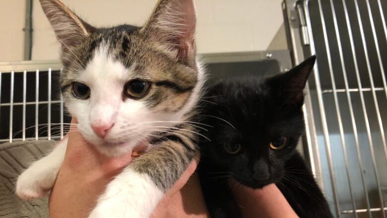 Two kittens face the camera. One is striped and one is black.