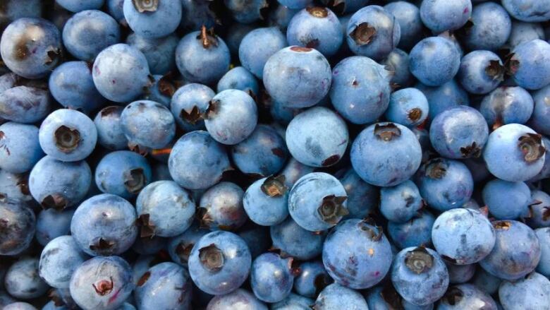 A frame filled with bright blue berries. 