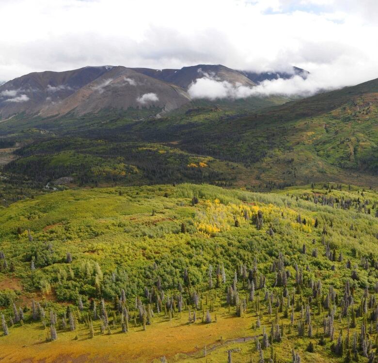 A forested mountainscape.