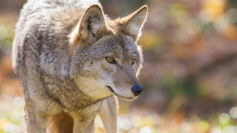 A photo of a coyote.