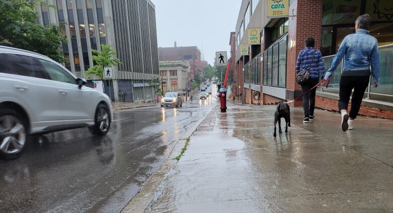 A photo taken of a city sidewalk in Saint John in the rain, with a white SUV driving by on the right of the frame, and a couple walking a small black and white dog ahead of the camera.