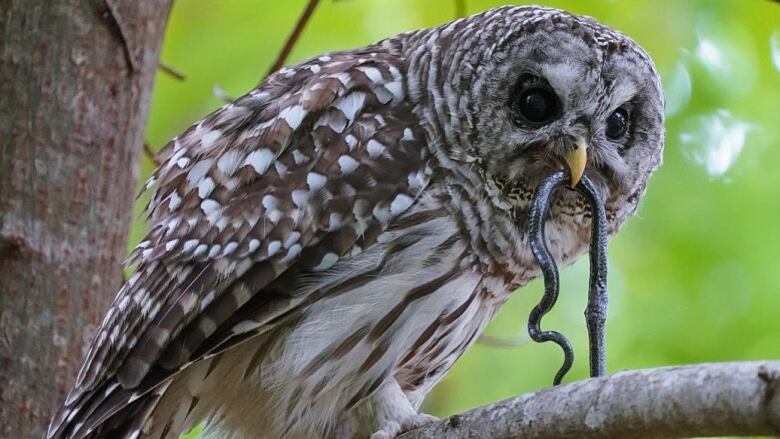 A brown and white owl looks down from a tree with a snake in its beak.