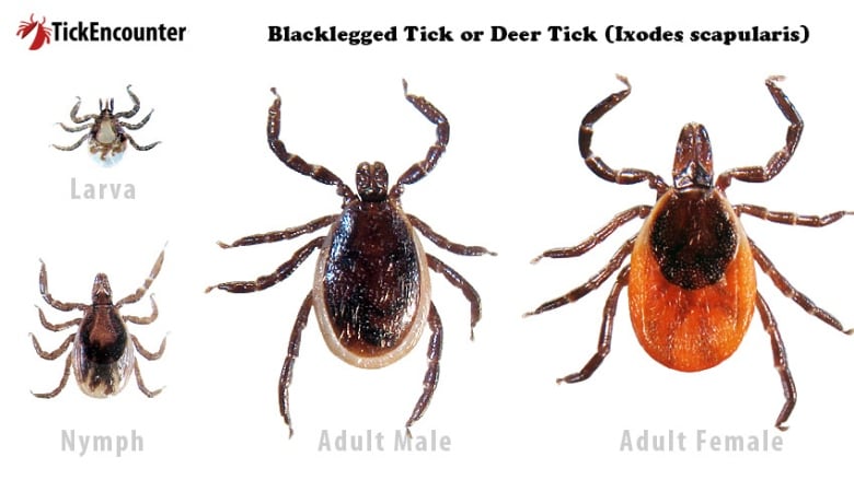 graph showing ticks