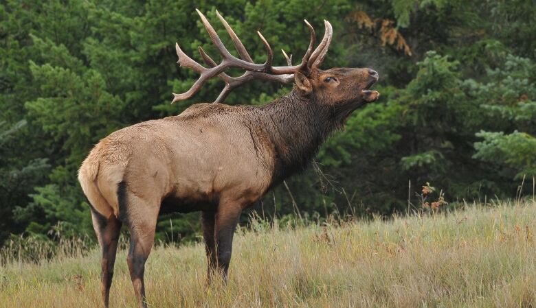 A brown elk with large antlers stands in a field. 