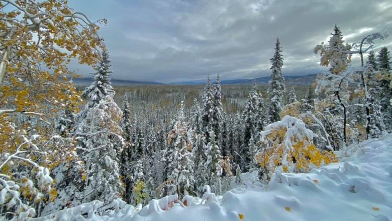 Snow covers yellow-leaved trees and the ground near the top of a hill, revealing a forested landscape that stretches to the horizon under a cloud-carpeted sky.