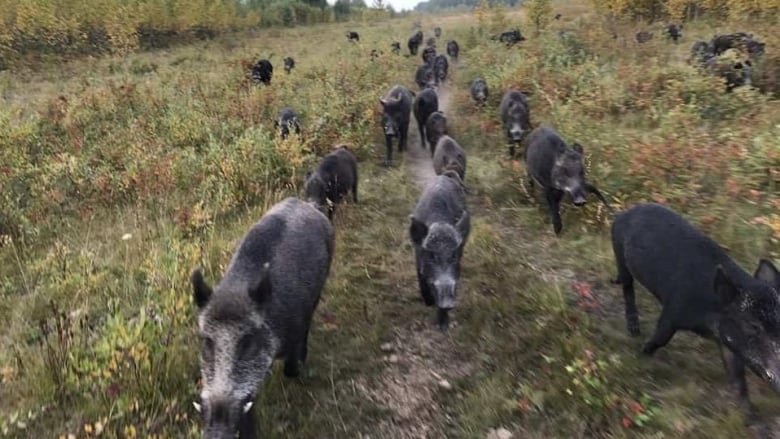 Wild pigs roam in a grass field