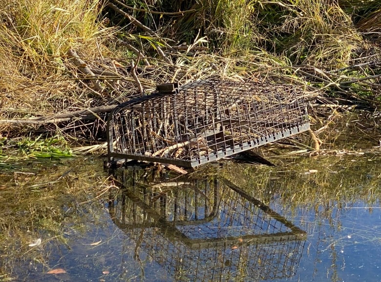 Beaver trap sits on a lake bank