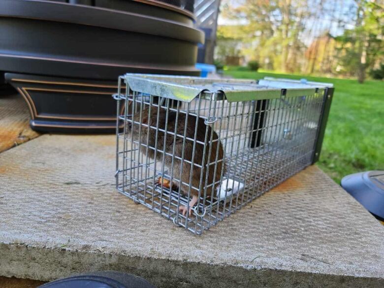 A rat caught in a wire trap