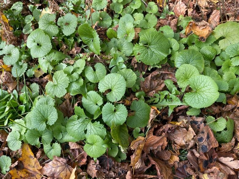 A collection of small leaves, that are almost complete circles, sprouting from the ground covered in brown leaves