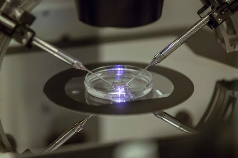 An embryo being created in a petri dish