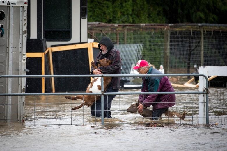 Farmers carry small cows and goats amid widespread, knee-high floodwaters.