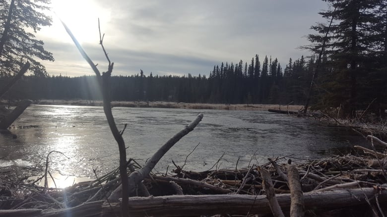 Looking over a beaver dam at a pond.