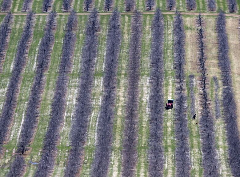 A drone shot of an orchard shows migrant workers pruning the trees.