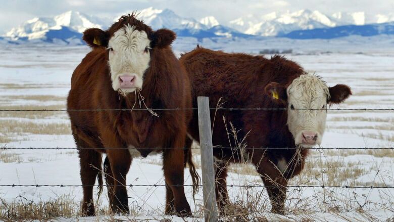 Two cows stand behind a barbed wire fence.